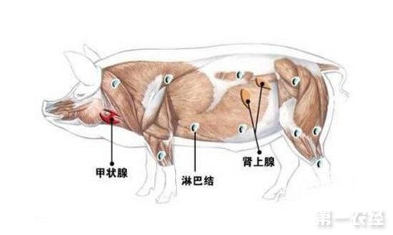 猪淋巴结分布 淋巴结如何判定猪病？