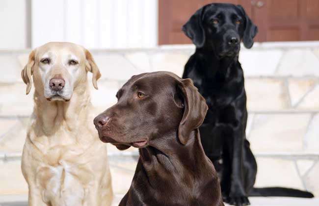 拉布拉多犬的寿命多长？