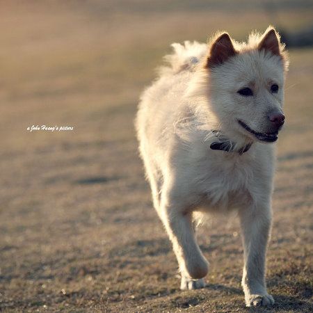 狗狗补钙吃什么最有实际效果？